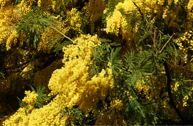 Close-up of Acacia dealbata flowers