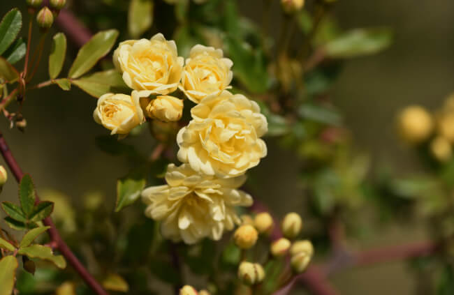 Close-up of Banksia Rose