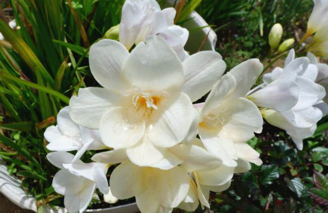 Close-up of Freesia flowers