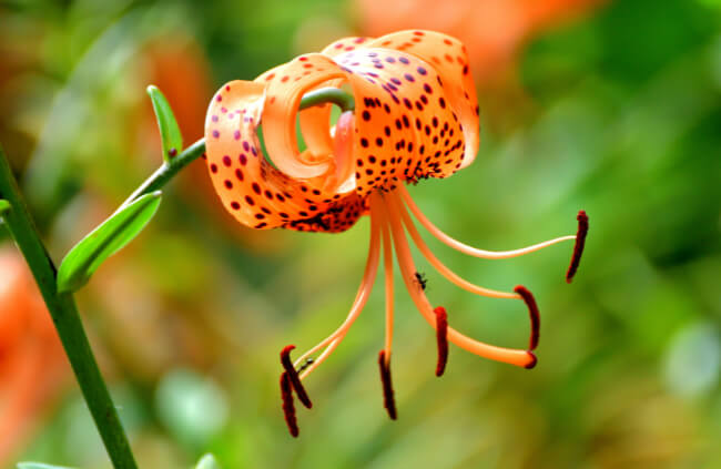 Close-up of a Tiger Lily Flower