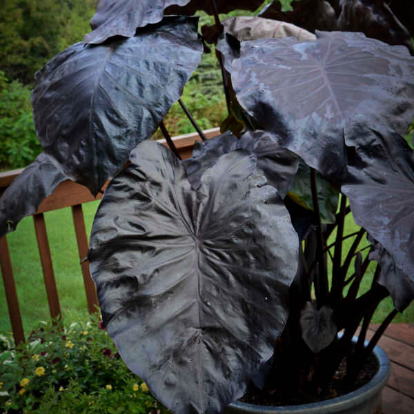 Colocasia esculenta ‘Black Coral’