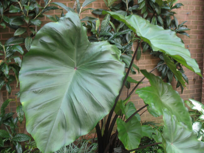 Colocasia esculenta ‘Fontanesii’