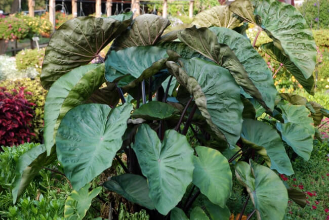 Colocasia esculenta ‘Hilo Bay’