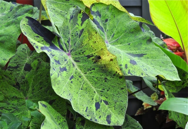 Colocasia esculenta ‘Mojito’