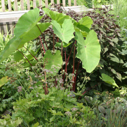 Colocasia esculenta ‘Rhubarb’