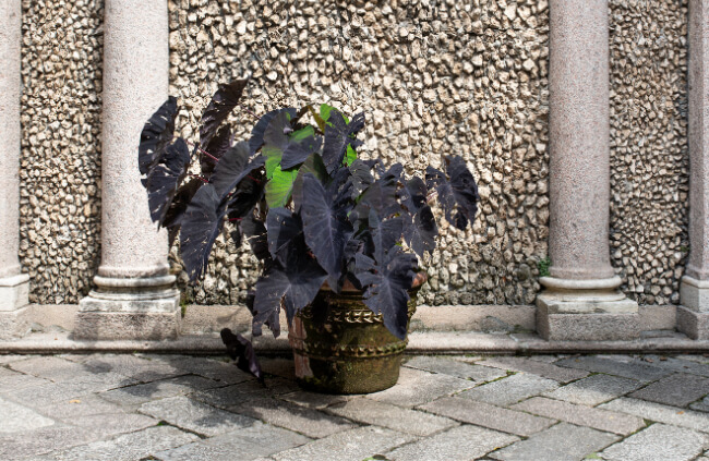 Colocasia esculenta ‘Black Magic’