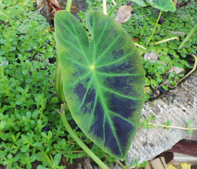 Colocasia esculenta ‘Illustris’