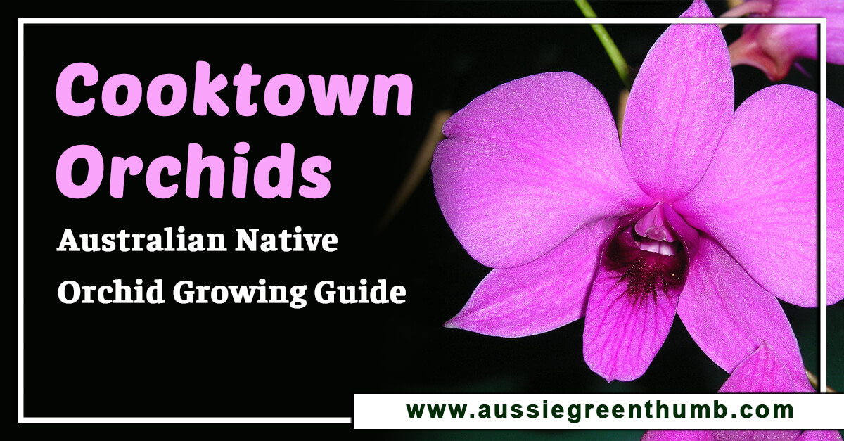 Cooktown Orchids – Australian Native Orchid Growing Guide