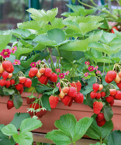 Delizz Strawberry is more compact with stems that grow upright, with white flowers