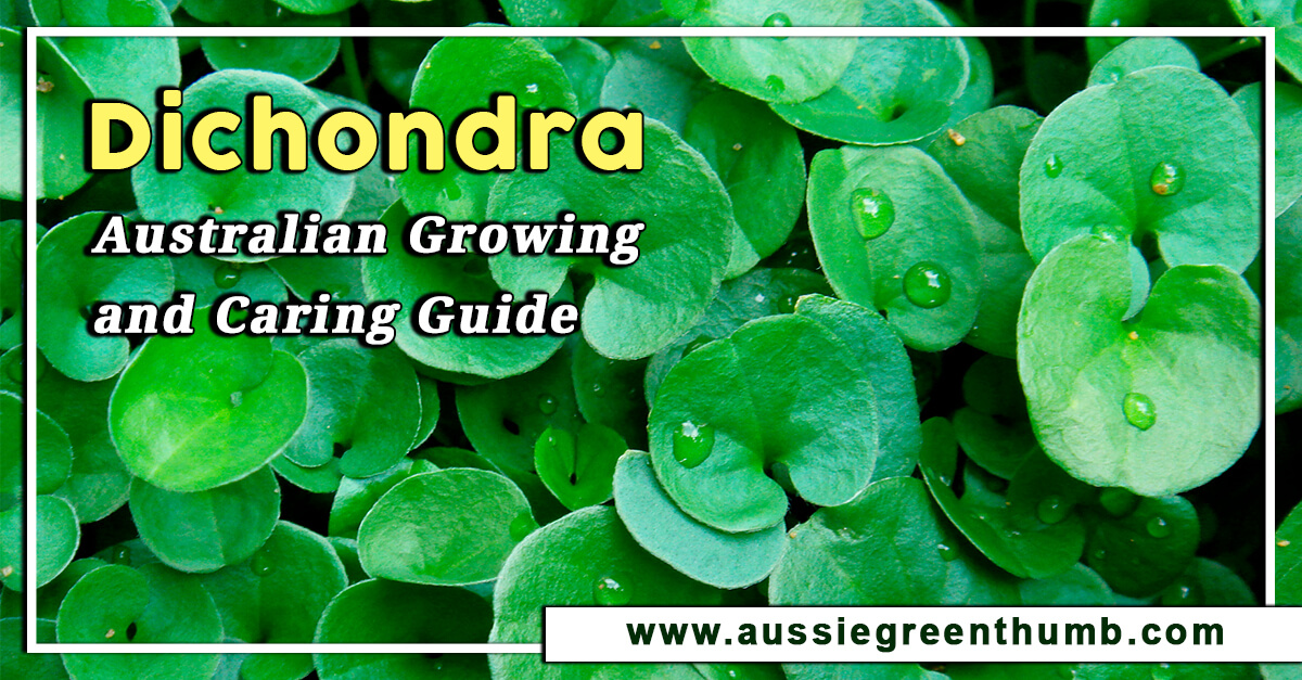 Dichondra – Australian Growing and Caring Guide