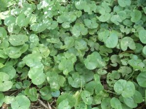 Dichondra – Australian Growing and Caring Guide