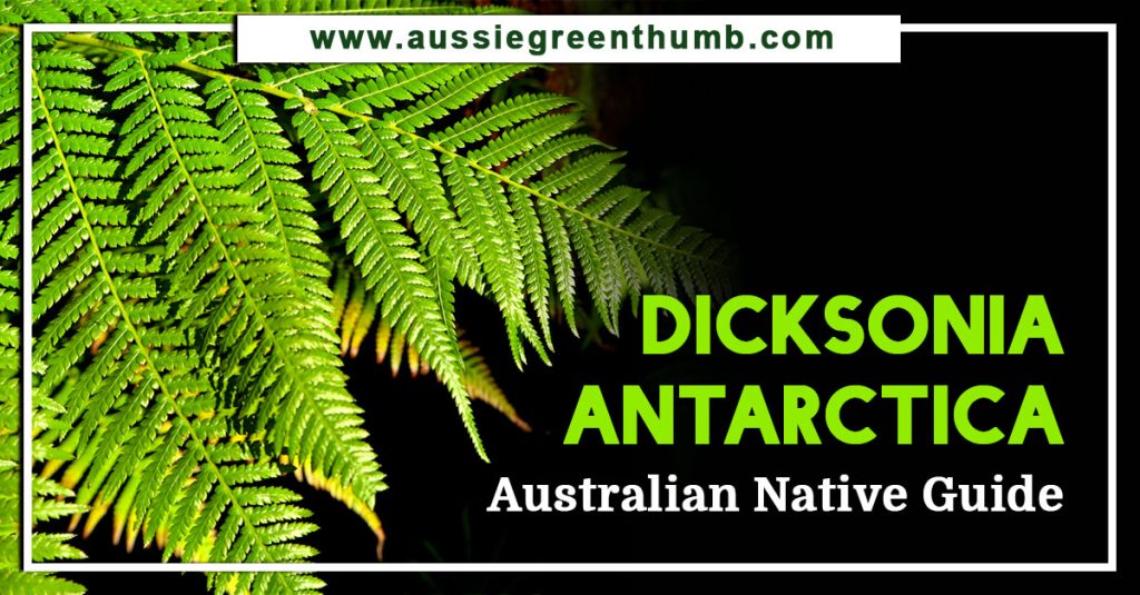 Dicksonia Antarctica | Australian Native Guide