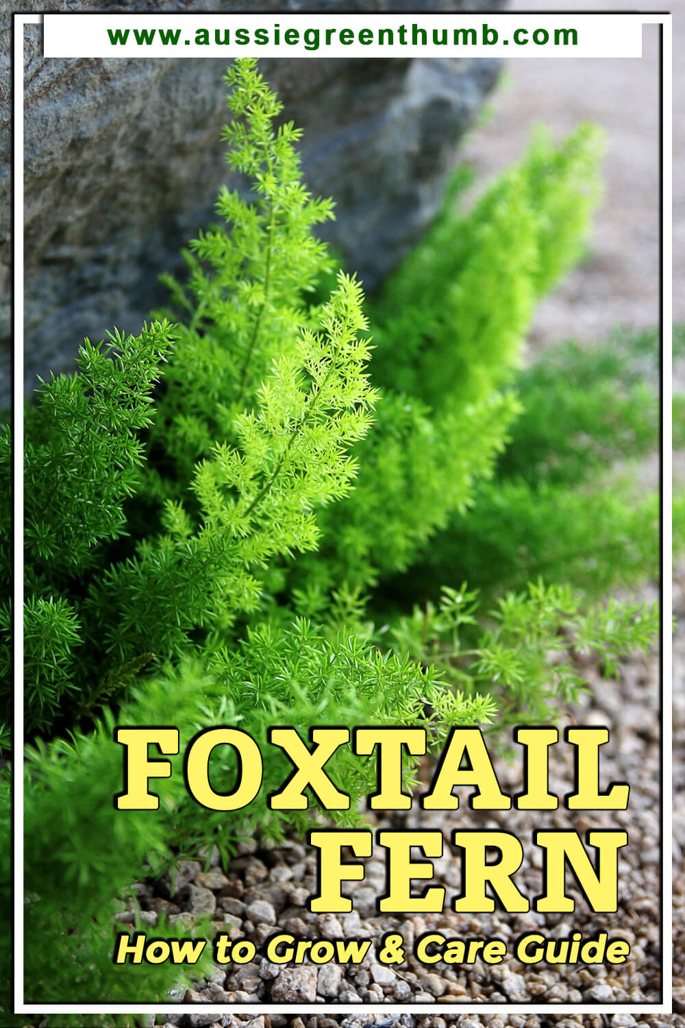 Foxtail Fern | How to Grow & Care Guide