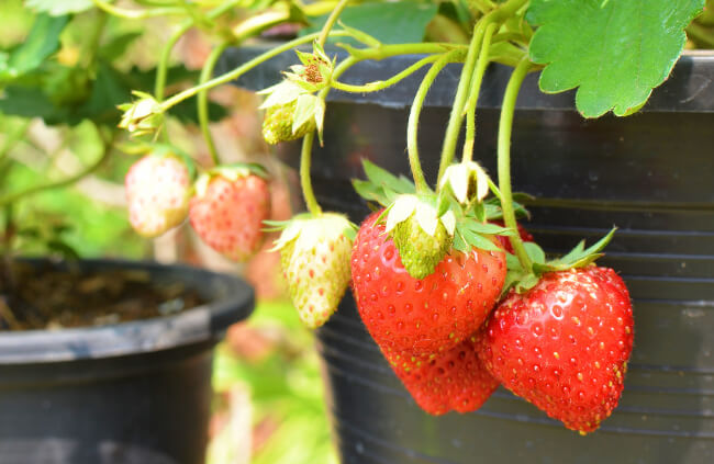 Fragaria, commonly known as Strawberries