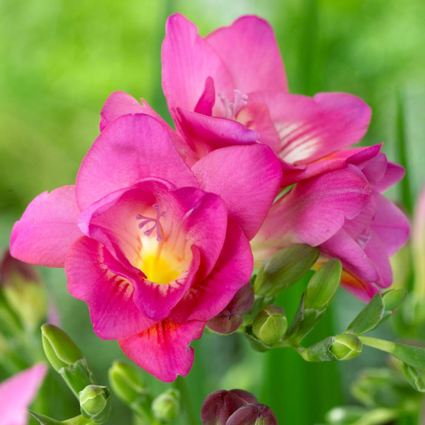 Freesia ‘Double Pink’