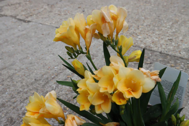 Freesia ‘Fragrant Sunburst’