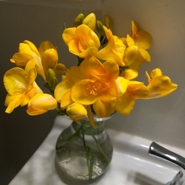 Freesia ‘Gold River’