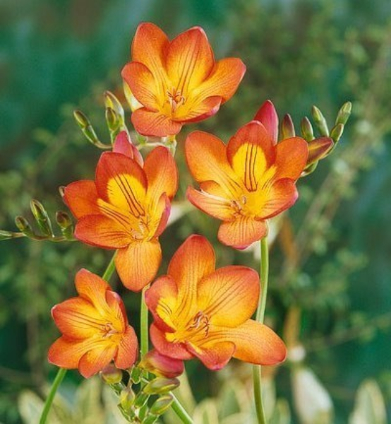 Freesia ‘Oberon’