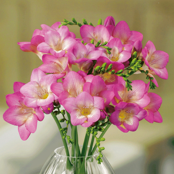 Freesia ‘Pink Devotion’