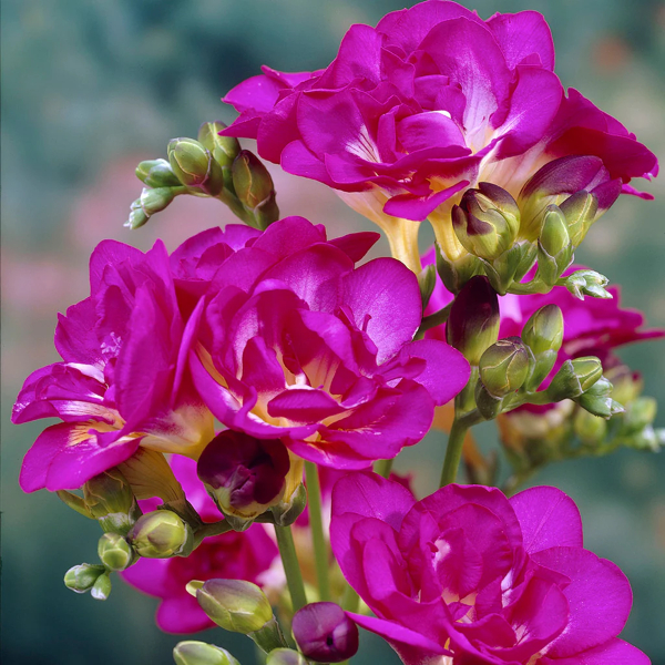 Freesia ‘Purple Rain’