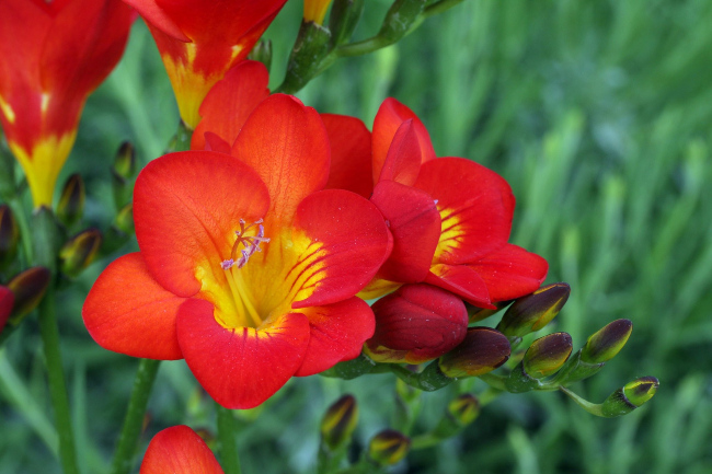 Freesia ‘Red River’