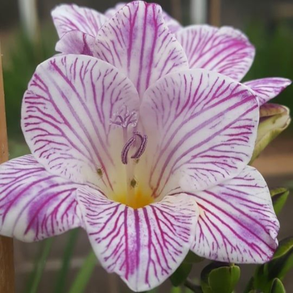 Freesia ‘Striped Pearl’