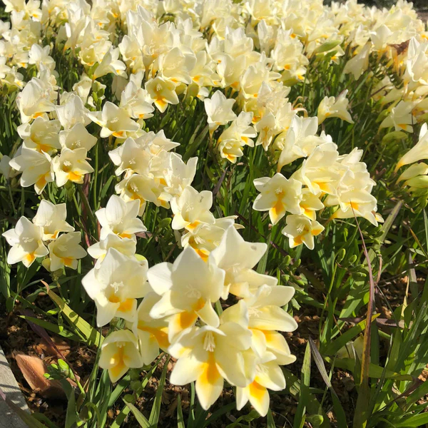 Freesia ‘Vienna’