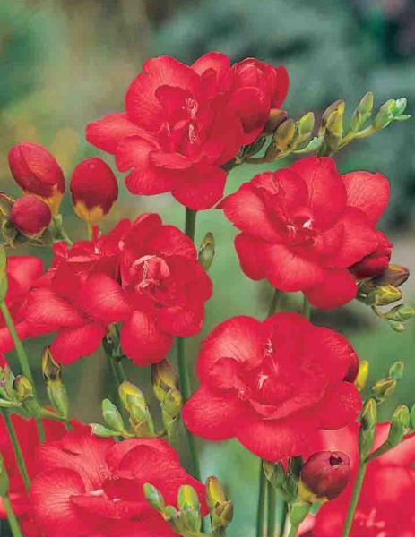 Freesia ‘Volcano’