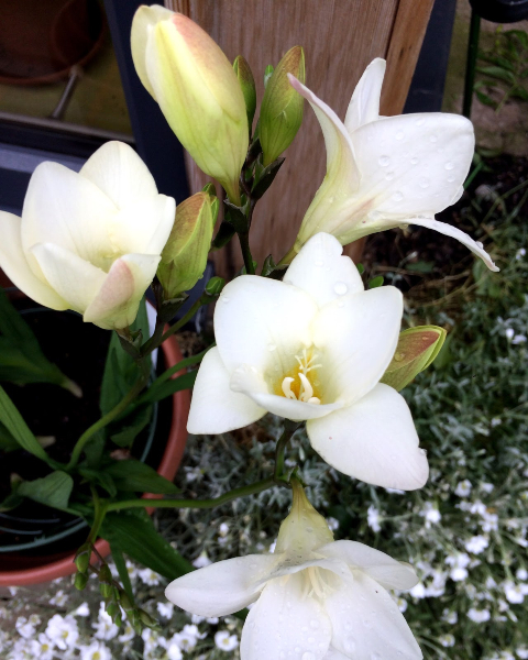 Freesia ‘White River’