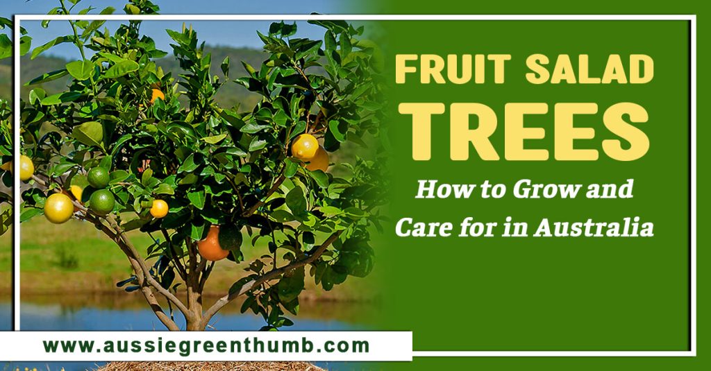 Fruit Salad Trees: How to Grow and Care for in Australia