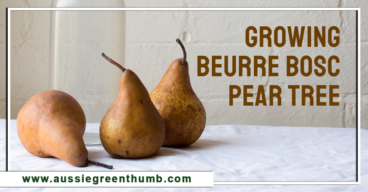Growing Beurre Bosc Pear Tree AGT
