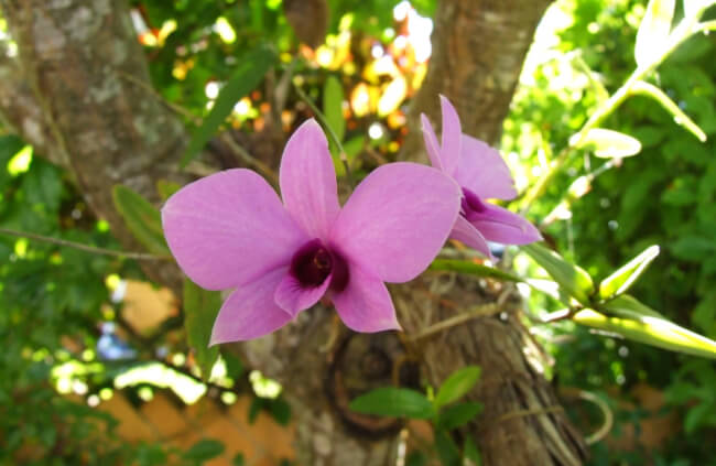 Growing Cooktown Orchids Outdoors