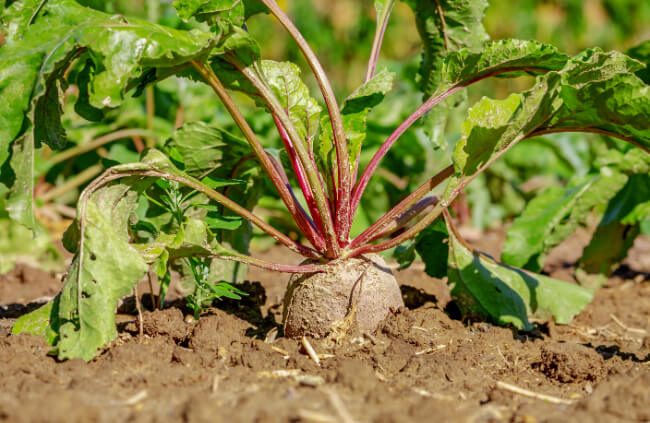Growing Cylindra Beetroot in Australia