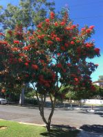 Waratah Tree – Australian Native Grow and Care Guide