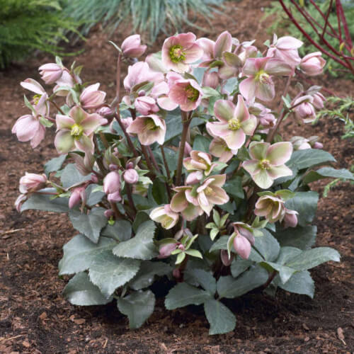 Hellebore ‘Angel Glow’