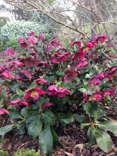 Hellebore ‘Anna’s Red’