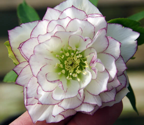 Hellebore ‘Double Picotee’