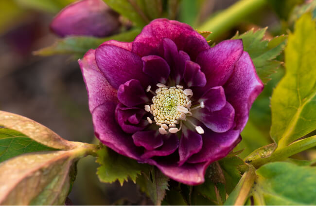 Hellebore ‘Double Purple’