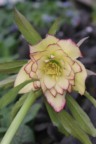 Hellebore ‘Double Yellow Picotee’