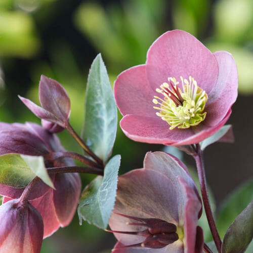 Hellebore ‘Isabella’s Charm’