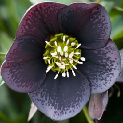 Hellebore ‘Single Spotted Slate’