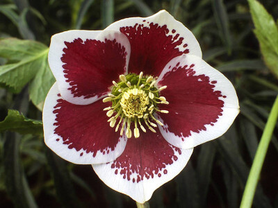 Hellebore ‘Single White Blotched’