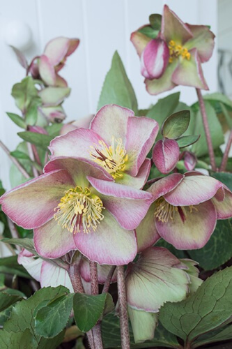 Hellebore ‘Sophie’s Delight’