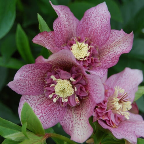 Hellebore ‘Tutu’