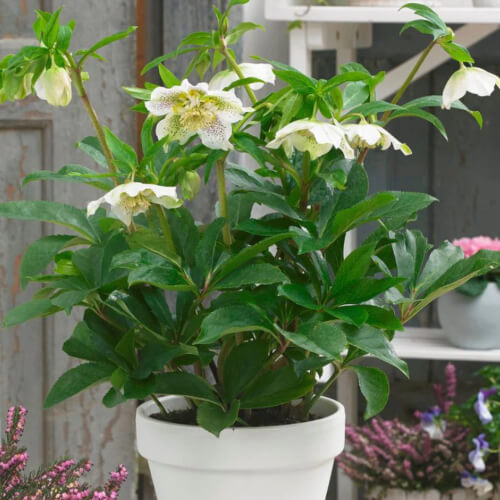 Hellebore ‘White Tutu’