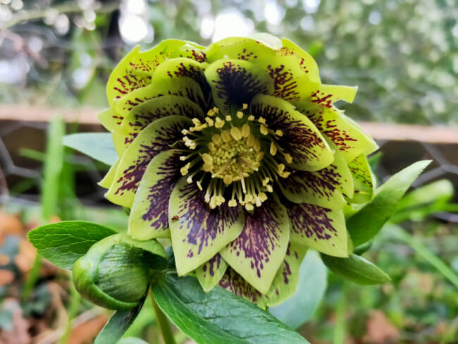 Hellebore ‘Double Green Spotted’