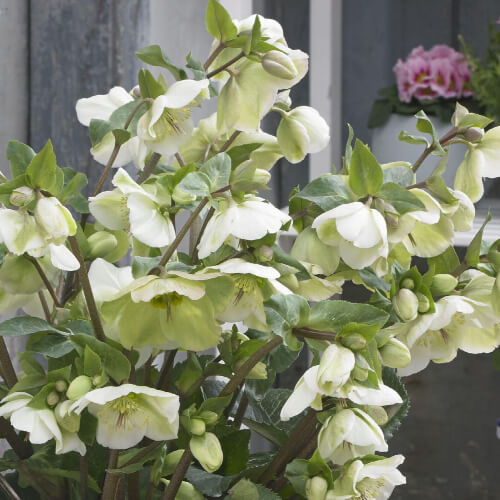 Hellebore ‘Molly’s White’