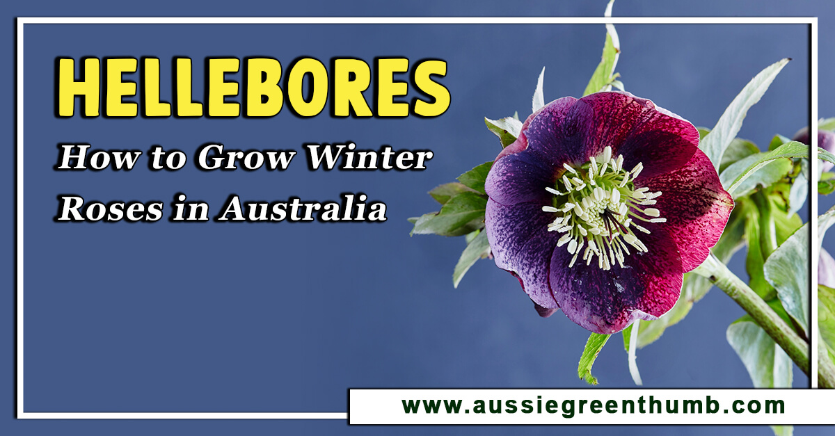 Hellebores – How to Grow Winter Roses in Australia