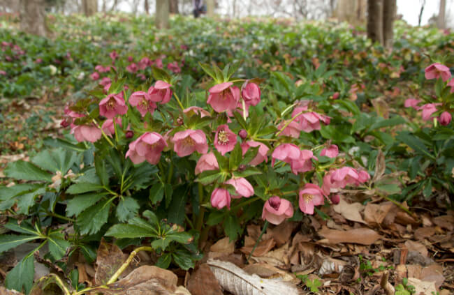 Helleborus, commonly known as Hellebore or Winter Roses