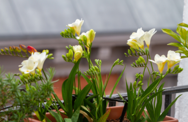 How to Care for Freesia
